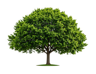 Obraz premium Green tree isolated on transparent background png