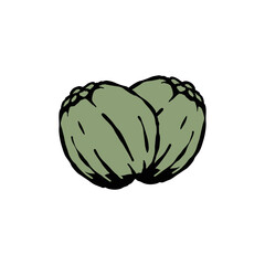 coconut vector illustration green color