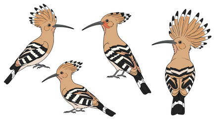 Four stylized illustrations of the eurasian hoopoe bird displaying its distinctive crest and plumage