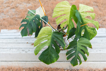 Monstera Deliciosa x Borsigiana Mint variegated in the pot 