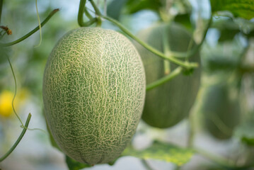 Closeup to Fresh green melon in greenhouse 