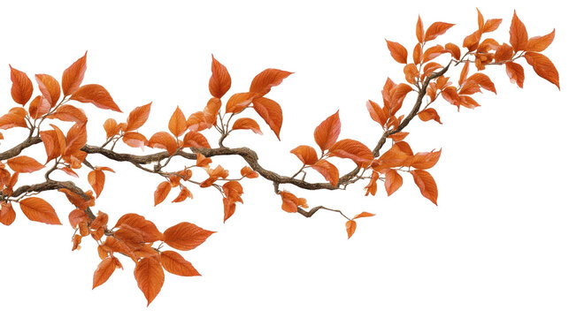 Autumn branch with orange leaves
