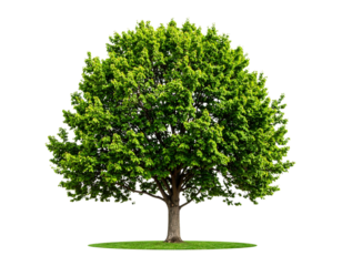 Linden tree isolated on transparent background png