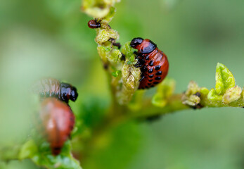 Colorado potato beetle eats leaves. Macro