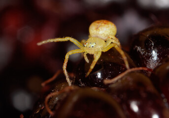 A spider is on a blackberry