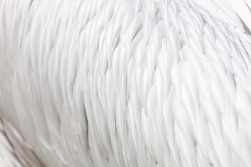 A close up of a white feather with a lot of detail