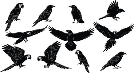 Bird silhouettes, flying crow, standing parrot, landing bird poses, avian illustration, wildlife vector, black shapes, artistic bird design