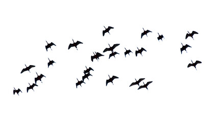 A flock of birds flying in the sky isolated on a white background.