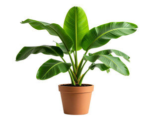 Banana plant in pot isolated on transparent background png