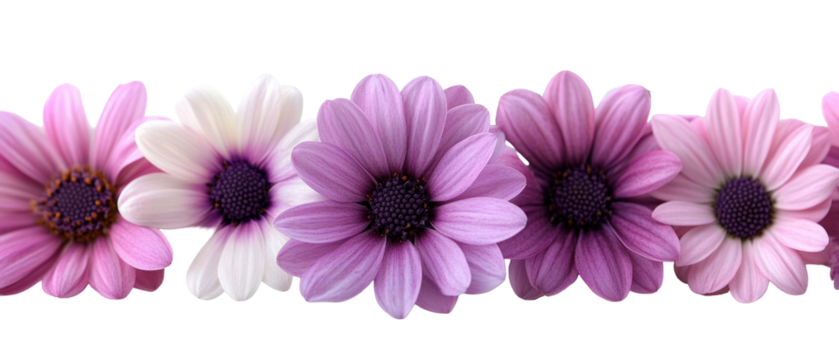 Array Of Colorful Osteospermum Flowers On Transparent Background