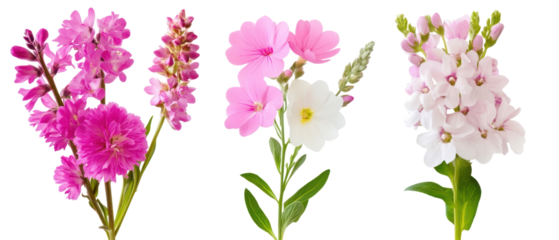 Various Shades Of Pink And White Flowers Against Transparent Background