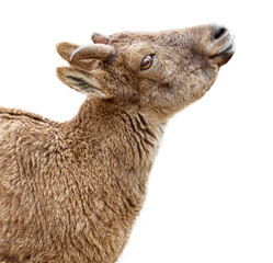 A brown animal with a long horn on its head