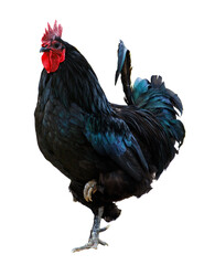 A black rooster with red comb stands on its hind legs