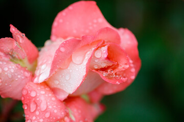 A rose with dew drops on it