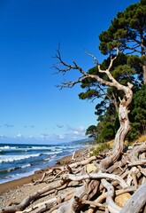 A serene beach scene with driftwood scattered along the shore, a lone pine tree standing tall against a clear blue sky, and gentle waves lapping at the sandy beach