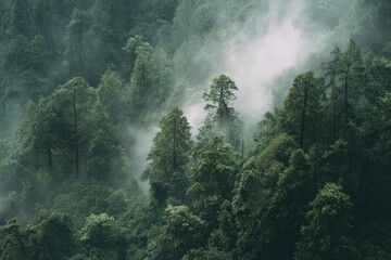 Misty mountain forest, aerial view, lush greenery, tranquil scene, nature background, wallpaper
