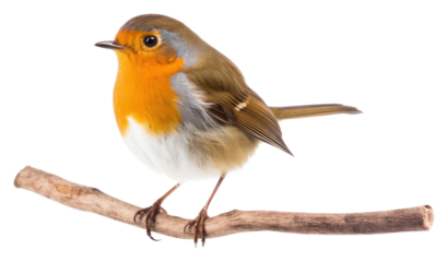 PNG Robin bird animal