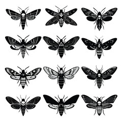 Vector silhouette set of Halloween Moth (death's-head hawkmoth) isolated in White background, silhouette Set, Halloween theme, Vector illustration 