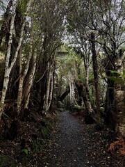 A mysterious woodland path lined with slender trees, inviting travelers to wander deeper into the stillness and secrets of the forest.