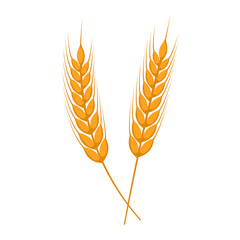 Vector illustration of wheat grain on transparent background