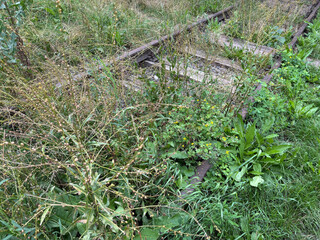 Old overgrown railway tracks. Unused railway in need of repair, historical rails and sleepers