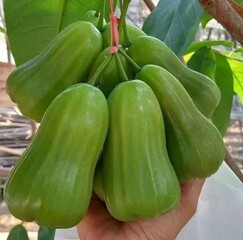 A fresh cluster of green water apples hangs from the tree, their smooth skin and vibrant color promising crisp, juicy sweetness straight from nature.