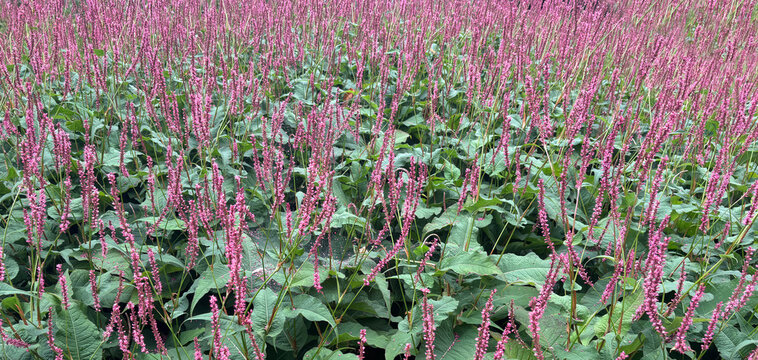Dark pink flowers of Bistorta amplexicaulis or Persicaria amplexicaulis