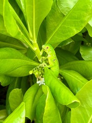 green lizard on a leaf