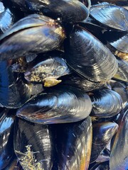 The image is a very close-up, top-down shot of a large pile of fresh mussels. The mussels are...