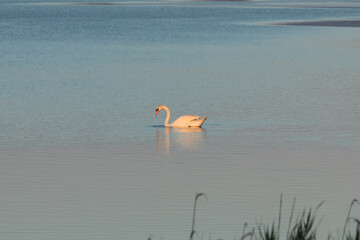 cigno reale bianco in mezzo ad una palude fluviale con acqua piatta e tranquilla, al tramonto