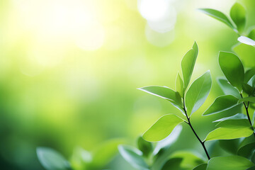 Nature inspired background with blurred green leaves and sunlight bokeh.