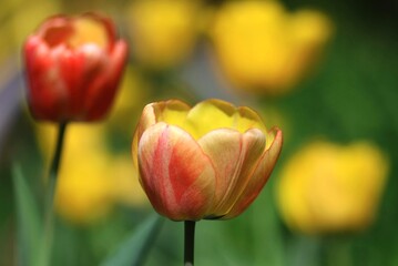 tulpen