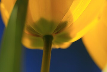 tulpen