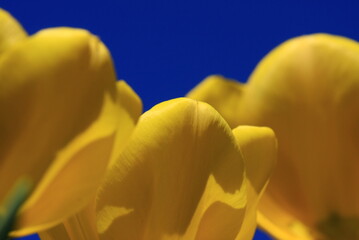 tulpen