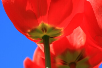 tulpen
