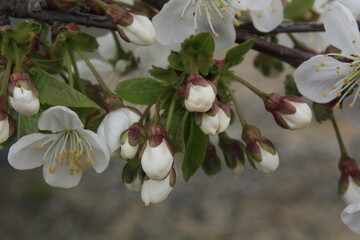 apple tree blossom