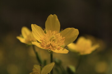 yellow flower in the garden