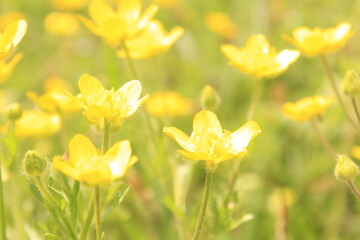 Fototapeta premium yellow spring flowers