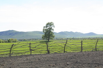 Obraz premium vineyard in france