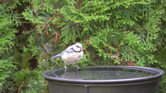 blue tit drinks water in the garden