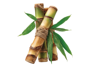 Three stalks of sugarcane tied together with leaves isolated on transparent background png