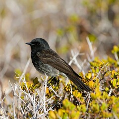 Obraz premium Small dark bird perched in scrub