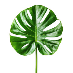 Monstera isolated on white background