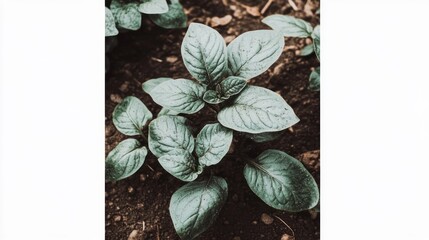 Obraz premium Emerging plant in rich soil showcases nature's growth cycle and vitality in agriculture