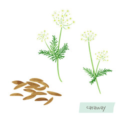 キャラウェイの水彩イラスト
