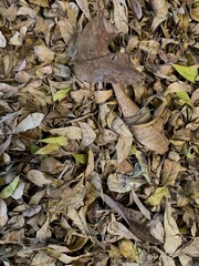 Close-up of dry fallen leaves on the ground, showing natural texture, autumn season background, and organic decay in a forest or garden environment.