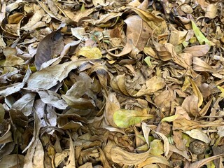 Close-up of dry fallen leaves on the ground, showing natural texture, autumn season background, and organic decay in a forest or garden environment.