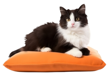 PNG Kitten pillow mammal animal.