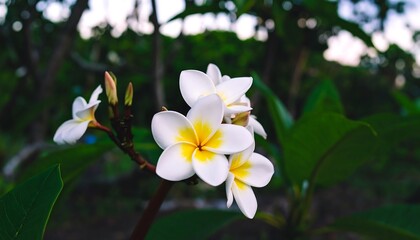 Obraz premium Plumeria flowers closeup