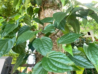 Close-up of fresh green betel leaves (Piper betle) climbing on a tree trunk, used in traditional...